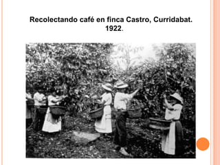 Recolectando café en finca Castro, Curridabat.1922.