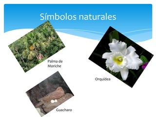 Símbolos naturales



 Palma de
 Moriche


                Orquídea




     Guacharo
 