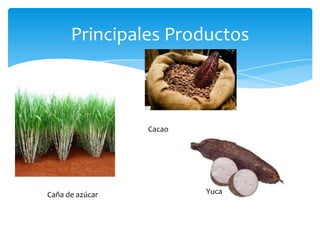 Principales Productos



                 Cacao




Caña de azúcar           Yuca
 