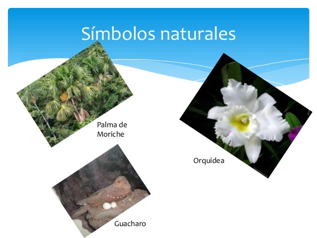 Cuales Son Los Simbolos Naturales De Monagas | estado monagas Cuales Son Los Simbolos Naturales De Monagas | estado monagas