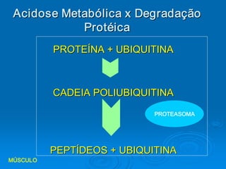 Acidose Metabólica x Degradação 
            Protéica 
          PROTEÍNA + UBIQUITINA 



          CADEIA POLIUBIQUITINA 

                            PROTEASOMA 




          PEPTÍDEOS + UBIQUITINA 
MÚSCULO
 