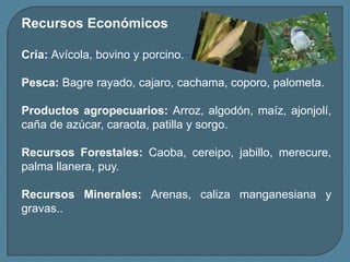 Recursos EconómicosCría: Avícola, bovino y porcino.Pesca: Bagre rayado, cajaro, cachama, coporo, palometa.Productos agropecuarios: Arroz, algodón, maíz, ajonjolí, caña de azúcar, caraota, patilla y sorgo.Recursos Forestales: Caoba, cereipo, jabillo, merecure, palma llanera, puy.Recursos Minerales: Arenas, caliza manganesiana y gravas..
