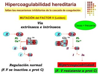 Hipercoagulabilidad hereditaria
fallan los mecanismos inhibitorios de la cascada de coagulación

MUTACIÓN del FACTOR V (Leiden)

Vía
extrínseca e intrínseca
X

Arg 506

FL
Ca+2

Va PCA

Gln 506

FL
Ca+2

PCA Va

II

IIa
I

Xa

X

Xa

II

Causa + frecuente

Ia

Regulación normal
(F.V se inactiva x prot C)

IIa
I

Ia

Hipercoagulabilidad
(F. V resistente a prot C)

 
