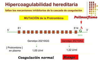 Hipercoagulabilidad hereditaria
fallan los mecanismos inhibitorios de la cascada de coagulación

MUTACIÓN de la Protrombina

5´

E1

Polimorfismo
E14

A

G

20210

Genotipo 20210GG
[ Protrombina ]
en plasma

Genotipo 20210AG

1,05 U/ml

1,32 U/ml

Coagulación normal

Riesgo

3´

 