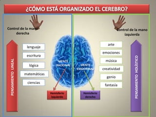 MENTE
RACIONAL
Control de la mano
derecha
Hemisferio
izquierdo
lenguaje
escritura
lógica
matemáticas
ciencias
PENSAMIENTOLINEAL
Control de la mano
izquierda
Hemisferio
derecho
MENTE
EMOCIONAL
PENSAMIENTOHOLÍSTICO
arte
emociones
música
creatividad
genio
fantasía
 