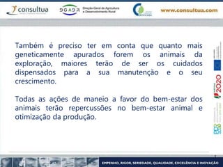 Também é preciso ter em conta que quanto mais
geneticamente apurados forem os animais da
exploração, maiores terão de ser os cuidados
dispensados para a sua manutenção e o seu
crescimento.
Todas as ações de maneio a favor do bem-estar dos
animais terão repercussões no bem-estar animal e
otimização da produção.
 