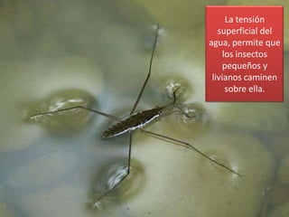 La tensión
   superficial del
agua, permite que
     los insectos
     pequeños y
 livianos caminen
      sobre ella.
 