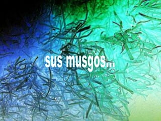 sus musgos...