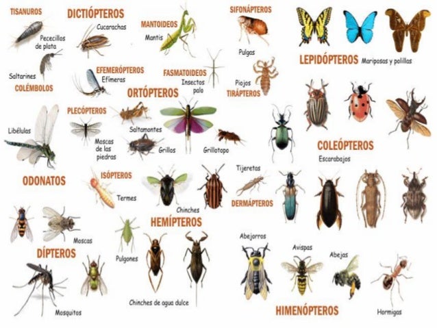 Estados inmaduros de los insectos