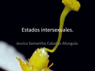 Estados intersexuales.
Jessica Samantha Cabañas Munguía.

 