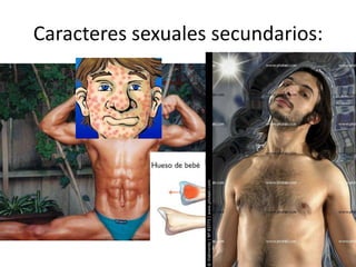 Caracteres sexuales secundarios:

 