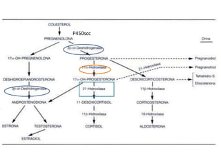 P450scc

 