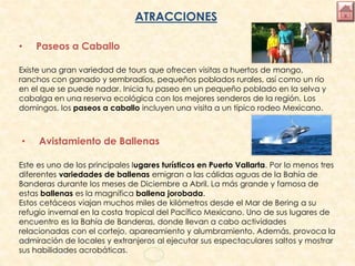 ATRACCIONES
• Paseos a Caballo
Existe una gran variedad de tours que ofrecen visitas a huertos de mango,
ranchos con ganado y sembradíos, pequeños poblados rurales, así como un río
en el que se puede nadar. Inicia tu paseo en un pequeño poblado en la selva y
cabalga en una reserva ecológica con los mejores senderos de la región. Los
domingos, los paseos a caballo incluyen una visita a un típico rodeo Mexicano.
• Avistamiento de Ballenas
Este es uno de los principales lugares turísticos en Puerto Vallarta. Por lo menos tres
diferentes variedades de ballenas emigran a las cálidas aguas de la Bahía de
Banderas durante los meses de Diciembre a Abril. La más grande y famosa de
estas ballenas es la magnífica ballena jorobada.
Estos cetáceos viajan muchos miles de kilómetros desde el Mar de Bering a su
refugio invernal en la costa tropical del Pacífico Mexicano. Uno de sus lugares de
encuentro es la Bahía de Banderas, donde llevan a cabo actividades
relacionadas con el cortejo, apareamiento y alumbramiento. Además, provoca la
admiración de locales y extranjeros al ejecutar sus espectaculares saltos y mostrar
sus habilidades acrobáticas.
 