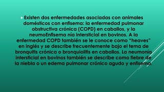 Existen dos enfermedades asociadas con animales
domésticos con enfisema: la enfermedad pulmonar
obstructiva crónica (COPD) en caballos, y la
neumoEnfisema nía intersticial en bovinos. A la
enfermedad COPD también se le conoce como “heaves”
en inglés y se describe frecuentemente bajo el tema de
bronquitis crónica o bronquiolitis en caballos. La neumonía
intersticial en bovinos también se describe como fiebre de
la niebla o un edema pulmonar crónico agudo y enfisema.
 