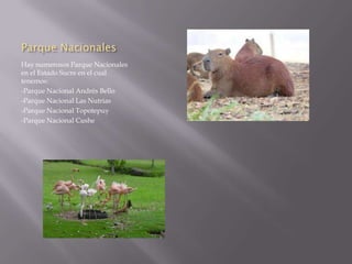Parque Nacionales
Hay numerosos Parque Nacionales
en el Estado Sucre en el cual
tenemos:
-Parque Nacional Andrés Bello
-Parque Nacional Las Nutrias
-Parque Nacional Topotepuy
-Parque Nacional Cushe
 