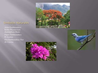 Símbolos Naturales
Árbol Emblemático:
Roble Pltymiscium
diadelphum Blake
Pájaro Emblemático:
El Azulejo
Flor Emblemática: Flor
de Cayena
 