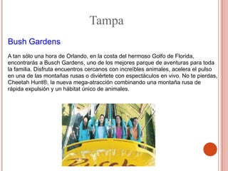 Tampa
Bush Gardens
A tan sólo una hora de Orlando, en la costa del hermoso Golfo de Florida,
encontrarás a Busch Gardens, uno de los mejores parque de aventuras para toda
la familia. Disfruta encuentros cercanos con increíbles animales, acelera el pulso
en una de las montañas rusas o diviértete con espectáculos en vivo. No te pierdas,
Cheetah Hunt®, la nueva mega-atracción combinando una montaña rusa de
rápida expulsión y un hábitat único de animales.
 