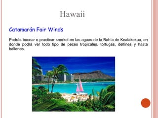Hawaii
Catamarán Fair Winds
.

Podrás bucear o practicar snorkel en las aguas de la Bahía de Kealakekua, en
donde podrá ver todo tipo de peces tropicales, tortugas, delfines y hasta
ballenas.
 