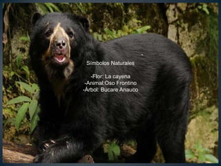 Símbolos Naturales
-Flor: La cayena
-Animal:Oso Frontino
-Árbol: Bucare Anauco

 