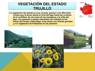 VEGETACIÓN DEL ESTADO
               TRUJILLO
La vegetación del estado es muy variada, gracias a los diferentes
    niveles que la llevan desde el nivel del lago hasta las cumbres
    de la cordillera. Es así como de los manglares a la orilla del
    lago, van pasando a pastos mezclados con árboles en los
    llanos del Cenizo, hasta llegar a las selvas con árboles grandes
    y a la vegetación de frailejones en los páramos
 