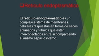 El retículo endoplasmático es un
complejo sistema de membranas
celulares dispuestas en forma de sacos
aplanados y túbulos que están
interconectados entre sí compartiendo
el mismo espacio interno.
Retículo endoplasmático
 