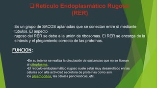 Es un grupo de SACOS aplanadas que se conectan entre sí mediante
túbulos. El aspecto
rugoso del RER se debe a la unión de ribosomas. El RER se encarga de la
síntesis y el plegamiento correcto de las proteínas.
FUNCION:
•En su interior se realiza la circulación de sustancias que no se liberan
al citoplasma.
•El retículo endoplasmático rugoso suele estar muy desarrollado en las
células con alta actividad secretora de proteínas como son
los plasmocitos, las células pancreáticas, etc.
Retículo Endoplasmático Rugoso
(RER)
 
