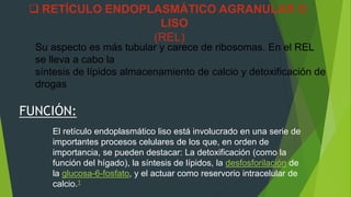  RETÍCULO ENDOPLASMÁTICO AGRANULAR O
LISO
(REL)
Su aspecto es más tubular y carece de ribosomas. En el REL
se lleva a cabo la
síntesis de lípidos almacenamiento de calcio y detoxificación de
drogas
FUNCIÓN:
El retículo endoplasmático liso está involucrado en una serie de
importantes procesos celulares de los que, en orden de
importancia, se pueden destacar: La detoxificación (como la
función del hígado), la síntesis de lípidos, la desfosforilación de
la glucosa-6-fosfato, y el actuar como reservorio intracelular de
calcio.1
 