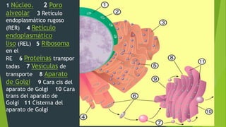 1 Núcleo. 2 Poro
alveolar 3 Retículo
endoplasmático rugoso
(RER) 4 Retículo
endoplasmático
liso (REL) 5 Ribosoma
en el
RE 6 Proteínas transpor
tadas 7 Vesículas de
transporte 8 Aparato
de Golgi 9 Cara cis del
aparato de Golgi 10 Cara
trans del aparato de
Golgi 11 Cisterna del
aparato de Golgi
 