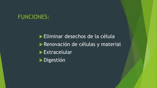 FUNCIONES:
 Eliminar desechos de la célula
 Renovación de células y material
 Extracelular
 Digestión
 