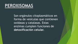 Son orgánulos citoplasmáticos en
forma de vesículas que contienen
oxidasas y catalasas. Estas
enzimas cumplen funciones de
detoxificación celular.
PEROXISOMAS
 