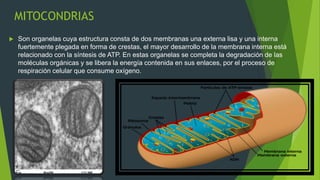 MITOCONDRIAS
 Son organelas cuya estructura consta de dos membranas una externa lisa y una interna
fuertemente plegada en forma de crestas, el mayor desarrollo de la membrana interna está
relacionado con la síntesis de ATP. En estas organelas se completa la degradación de las
moléculas orgánicas y se libera la energía contenida en sus enlaces, por el proceso de
respiración celular que consume oxígeno.
 