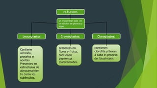 PLÁSTIDOS
Leucoplastos Cromoplastos: Cloroplastos:
Contiene
almidón,
proteína o
aceites
Presentes en
estructuras de
almacenamien
to como los
tubérculos.
presentes en
flores y frutos,
contienen
pigmentos
(carotenoides.
contienen
clorofila y llevan
a cabo el proceso
de fotosíntesis
Se encuentran solo en
las células de plantas y
algas,.
 