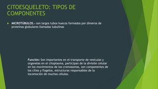 CITOESQUELETO: TIPOS DE
COMPONENTES
 MICROTÚBULOS.- son largos tubos huecos formados por dímeros de
proteínas globulares llamadas tubulinas
Función: Son importantes en el transporte de vesículas y
organelas en el citoplasma, participan de la división celular
en los movimientos de los cromosomas, son componentes de
los cilios y flagelos, estructuras responsables de la
locomoción de muchas células.
 