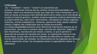 CITOPLASMA
(Eu = “verdadero” ; karion = “núcleo”) se caracterizan por
presentar membranas internas que les confiere ciertas particularidades; por
ejemplo, tienen una membrana nuclear que rodea dos o más cromosomas, por lo
tanto el núcleo se encuentra bien definido dentro de la célula y es el sitio donde se
localiza el material genético, también presenta organelos celulares delimitados por
su propia membrana, tales como: mitocondrias, cloroplastos en células vegetales,
lisosomas, retículo endoplásmico, ribosomas, aparato de Golgi, poseen sistemas
ciliares y flagelos más complicados que las células procariontes.
Las células eucariontes presentan otras diferencias importantes respecto de los
procariontes, tales como un tamaño mayor, nutrición por absorción, ingestión o
bien fotosíntesis, reproducción por mitosis y meiosis, lo que le permite el
desarrollo de procesos de reproducción sexual. Su organización interna es más
desarrollada, ya que cada uno de sus organelos se especializa en realizar una
función determinada; por ejemplo, las mitocondrias son los organelos que llevan a
cabo la respiración celular; los cloroplastos tienen la capacidad de realizar la
fotosíntesis.
 