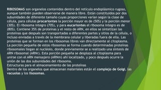 RIBOSOMAS son organelos contenidos dentro del retículo endoplásmico rugoso,
aunque también pueden observarse de manera libre. Están constituidos por dos
subunidades de diferente tamaño cuyas proporciones varían según la clase de
célula, para células procariontes la porción mayor es de (50S) y la porción menor
(30S). El ribosoma integro (70S), y para eucariontes el ribosoma integro es de
(80S). Contiene 35% de proteínas y el resto de ARN, en ellos se sintetizan las
proteínas que después son transportadas a diferentes partes y sitios de la célula, o
incluso enviadas a través de la membrana celular y liberadas fuera de ella. Las
proteínas que se forman en los ribosomas libres van directamente al citoplasma.
La porción pequeña de estos ribosomas se forma cuando determinadas proteínas
ribosomales llegan al nucléolo, donde previamente se a realizado una síntesis de
ARN ribosomal (ARNr). Esta porción pequeña se desplaza al citoplasma para
unirse con el ARN mensajero (ARNm) ahí localizado, y poco después ocurre la
unión de las dos subunidades del ribosoma.
Estructuras para el almacenamiento de las proteínas
Dentro de los organelos que almacenan materiales están el complejo de Golgi, las
vacuolas y los lisosomas.
 