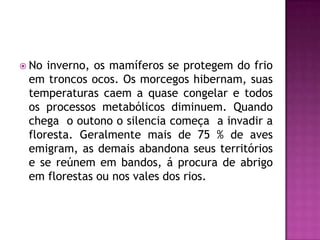  No inverno, os mamíferos se protegem do frio
em troncos ocos. Os morcegos hibernam, suas
temperaturas caem a quase congelar e todos
os processos metabólicos diminuem. Quando
chega o outono o silencia começa a invadir a
floresta. Geralmente mais de 75 % de aves
emigram, as demais abandona seus territórios
e se reúnem em bandos, á procura de abrigo
em florestas ou nos vales dos rios.
 
