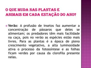  Verão: A profusão de insetos faz aumentar a
concentração de pássaros que deles se
alimentam; os predadores têm mais facilidade
na caça, pois no verão as espécies estão mais
livres. Para as plantas é a época de pleno
crescimento vegetativo, a alta luminosidade
ativa o processo da fotossíntese e as folhas
ficam verdes por causa da clorofila presente
nelas.
 