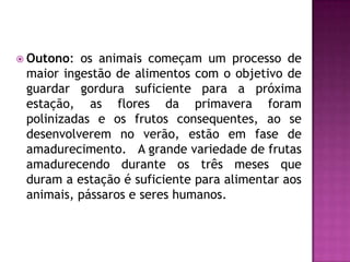 Outono: os animais começam um processo de
maior ingestão de alimentos com o objetivo de
guardar gordura suficiente para a próxima
estação, as flores da primavera foram
polinizadas e os frutos consequentes, ao se
desenvolverem no verão, estão em fase de
amadurecimento. A grande variedade de frutas
amadurecendo durante os três meses que
duram a estação é suficiente para alimentar aos
animais, pássaros e seres humanos.
 