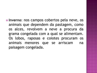  Inverno: nos campos cobertos pela neve, os
animais que dependem da pastagem, como
os alces, revolvem a neve a procura da
grama congelada com a qual se alimentam.
Os lobos, raposas e coiotes procuram os
animais menores que se arriscam na
paisagem congelada.
 