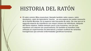 Laucha Raton Plaga RATA Y RATON | PPTX