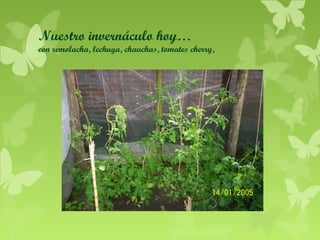 Nuestro invernáculo hoy…

con remolacha, lechuga, chauchas, tomates cherry,

 