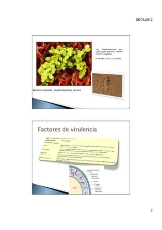 06/03/2012




                                          Los   Sthaphylococcus    son
                                          cocos gram positivos, forman
                                          racimos irregulares..

                                           Tamaño. 0.7 m y 1.2 micras.




Bacteria cocoide, Staphylococcus aureus




                                                                                 3
 
