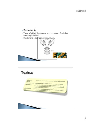 06/03/2012




Proteína A:
Tiene afinidad de unión a los receptores Fc de las
inmunoglobulinas.
Previene la eliminación inmunitaria.




                                                             5
 