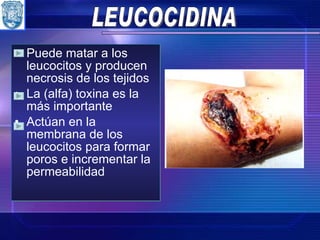 LEUCOCIDINA Puede matar a los leucocitos y producen necrosis de los tejidos La (alfa) toxina es la más importante Actúan en la membrana de los leucocitos para formar poros e incrementar la permeabilidad  