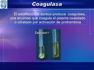 El estafilococos  aureus  produce  coagulasa, una enzimas que coagula el plasma oxalatado o citratado por activación de protrombina Coagulasa + Coagulasa 