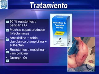 Tratamiento 90 % resistentes a penicilina G Muchas cepas producen ß-lactamasas Amoxicilina + ácido clavulánico o ampicilina + sulbactan Resistentes a meticilina = vancomicina Drenaje  Qx 