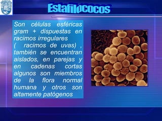 Son células esféricas gram + dispuestas en racimos irregulares  (  racimos de uvas)  , también se encuentran aislados, en parejas y en cadenas cortas algunos son miembros de la flora normal humana y otros son altamente patógenos Estafilococos 