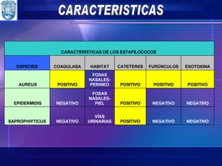 CARACTERISTICAS NEGATIVO NEGATIVO POSITIVO VÍAS URINARIAS NEGATIVO SAPROPHIYTICUS NEGATIVO NEGATIVO POSITIVO FOSAS NASALES-PIEL NEGATIVO EPIDERMIDIS POSITIVO POSITIVO POSITIVO FOSAS NASALES- PERINEO POSITIVO AUREUS EXOTOXINA FURÚNCULOS CATETERES HABITAT COAGULASA ESPECIES CARACTERISTICAS DE LOS ESTAFILOCOCOS  