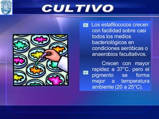Los estafilococos crecen con facilidad sobre casi todos los medios bacteriológicos en condiciones aeróbicas o anaerobios facultativos. Crecen con mayor rapidez a 37°C. pero el pigmento se forma mejor a temperatura ambiente (20 a 25°C). CULTIVO 