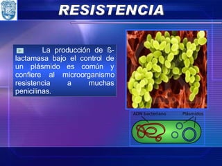La producción de ß-lactamasa bajo el control de un plásmido es común y confiere al microorganismo resistencia a muchas penicilinas. RESISTENCIA 